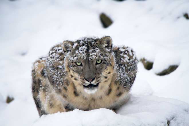 Snow leopards no longer endangered