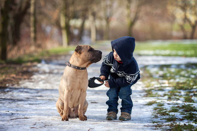 Here''s why some dogs are friendlier than others