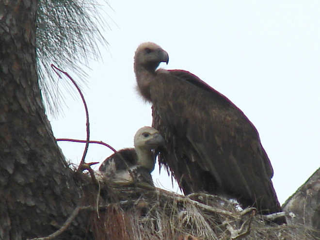 15 endangered vulture species set to get global protection
