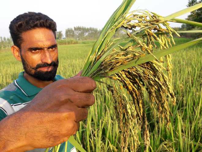 Paddy crop in Ambala comes under black planthopper attack : The Tribune ...