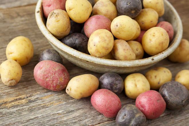 Purple potatoes may slash colon cancer risk