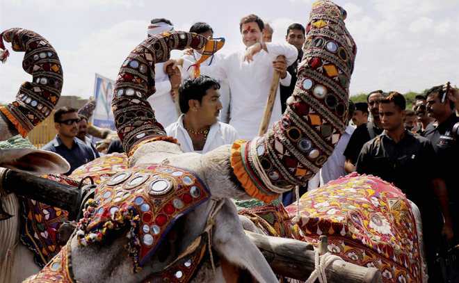 Pushed from car to cart, Rahul mocks Modi’s Gujarat model