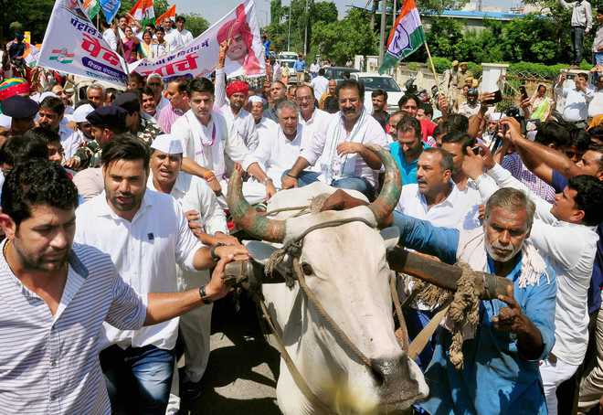 Pilot rides bullock cart as Cong protests fuel price hike in Jaipur