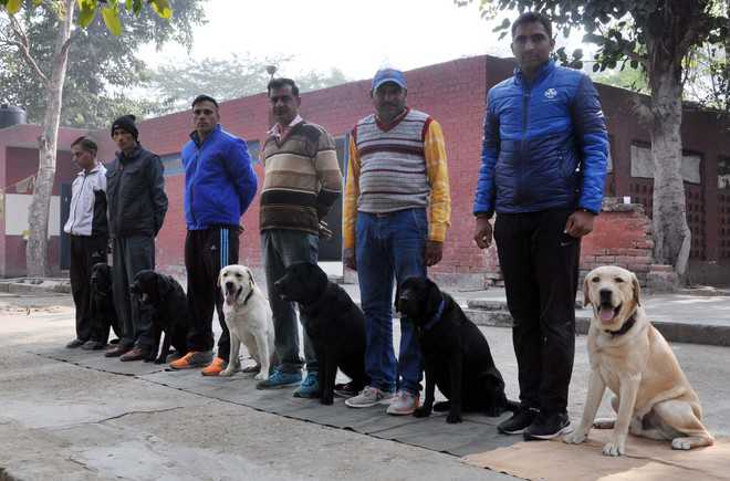 6 new Labradors give more teeth to cops