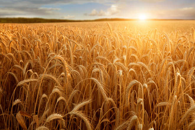 NASA-inspired ''speed breeding'' method boosts wheat production