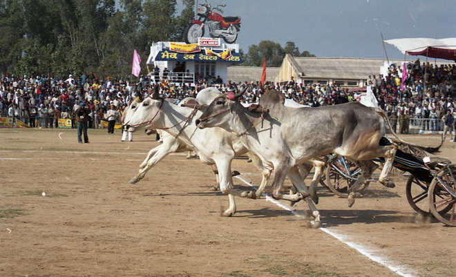 Four years on, no bullock races at Kila Raipur sports fest