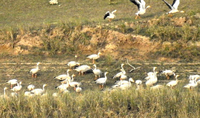Migratory birds spotted at Gobind Sagar reservoir