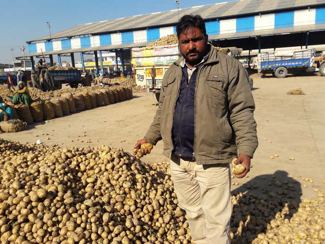 Potato price crashes, farmers pin hope on ‘Bhavantar’