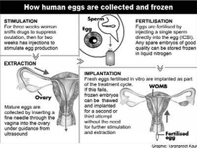 Frozen embryos as good as fresh ones for sucessful IVF births