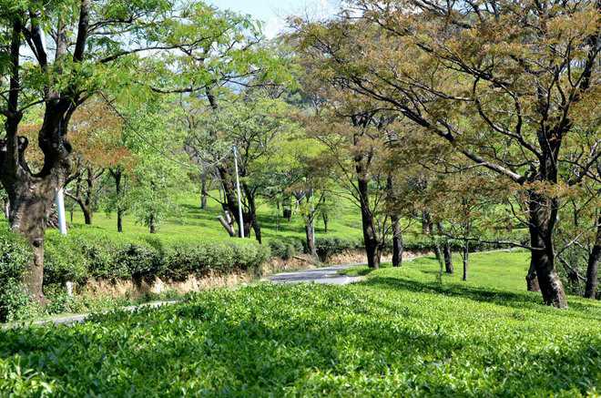 Tea farmers jittery after prolonged dry spell