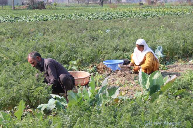 Srinagar village turns into city’s veggie basket