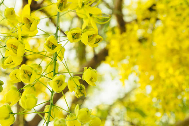 Hail the spring! : The Tribune India