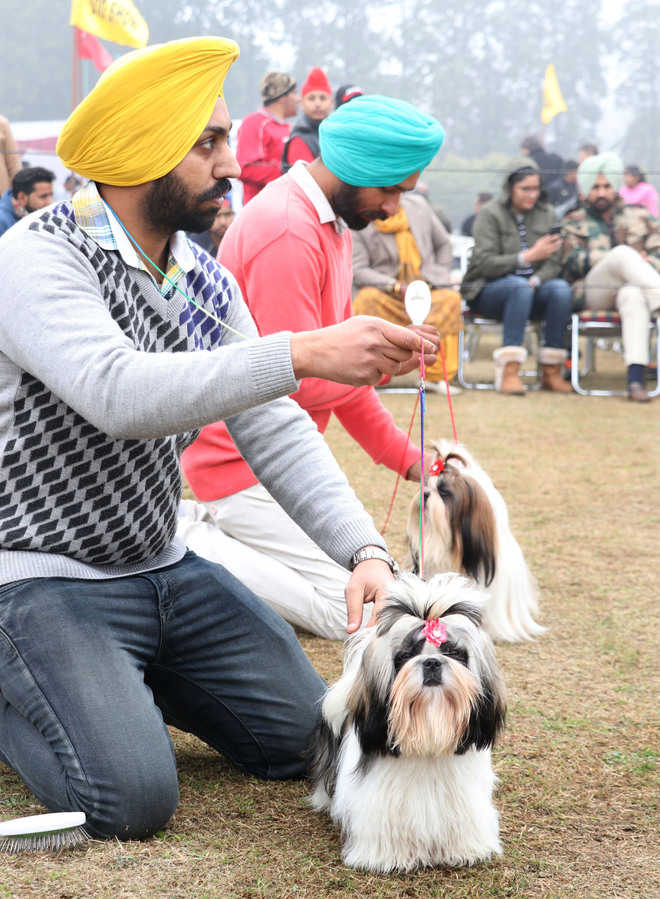 Dog show held at Science city