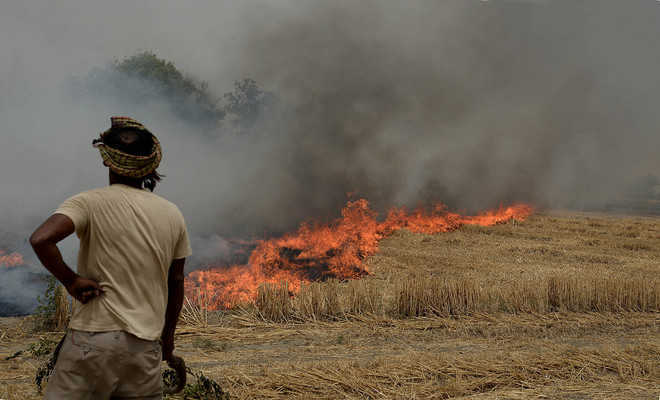 Penalise those burning crop residue stubble: Economic Survey