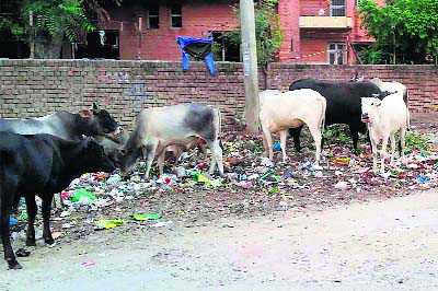 Stray cattle menace continues unabated on city roads