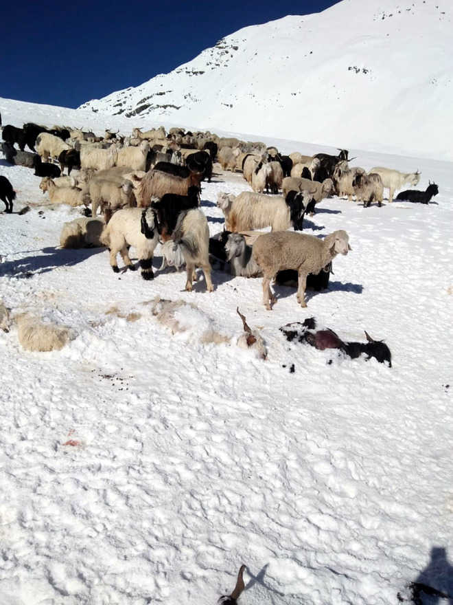 Choppers to drop food for shepherds