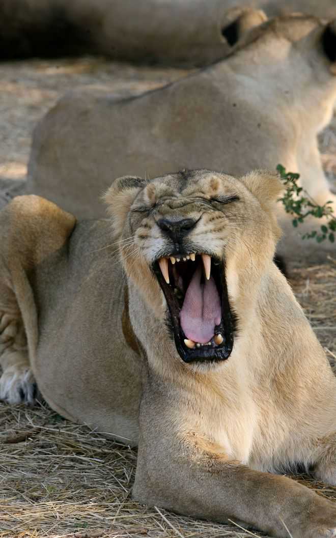 Epidemic in Gir, Gujarat to develop second home for Asiatic lions