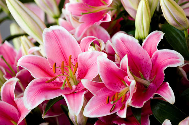 Lahaul’s lilium lilies catch fancy of flower lovers; farmers seek help ...