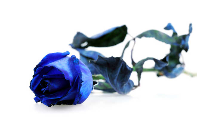 Blue roses may soon be grown in gardens