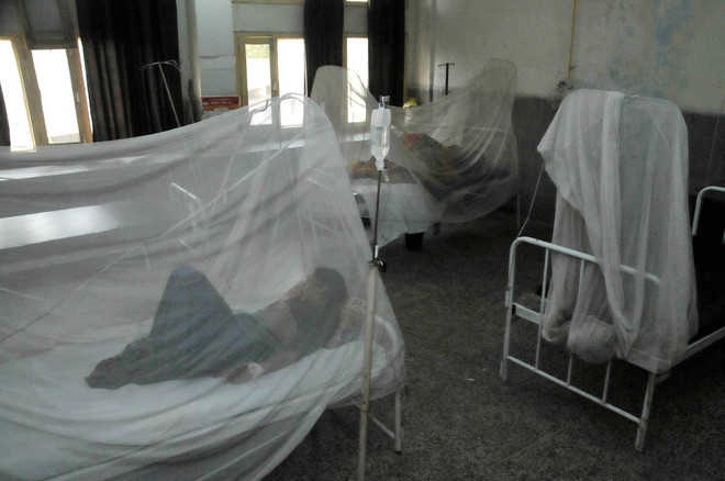 Dengue count reaches 130 in dist