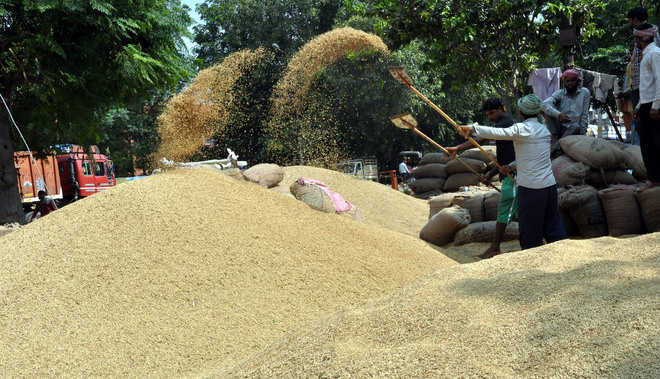 Rain slows harvest; 8K MT procured in district mandis
