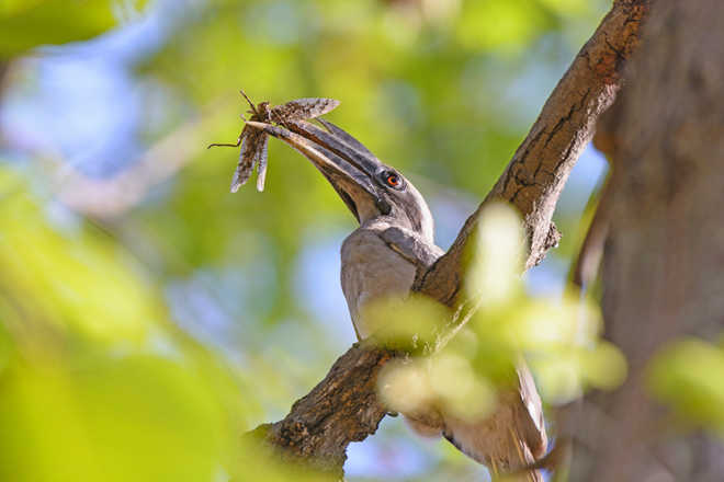 Rare Indian grey hornbill sighted in Pakistan’s Lahore city
