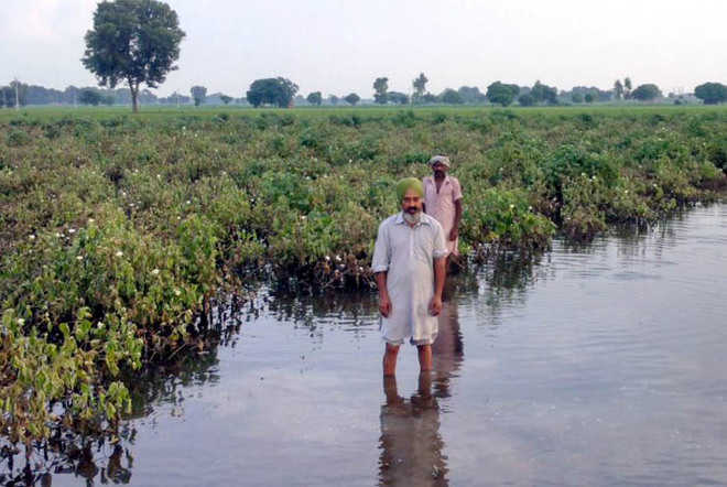 Finally, farmers to get crop insurance claims of Rs 229 cr