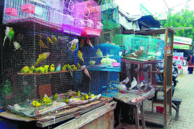 Now, cops to keep eagle eye on pet shops in state