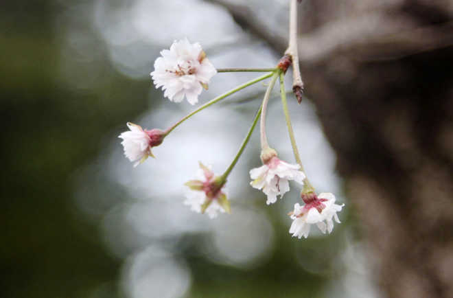 Typhoons trick Japan blossoms into blooming six months early