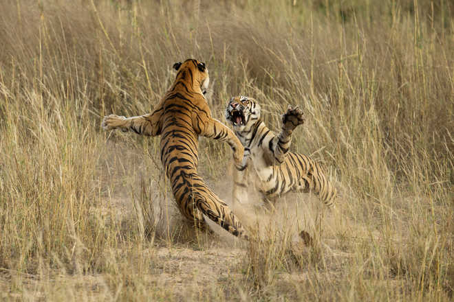 Tiger population up by 6% in India, need more measures to protect them: Experts