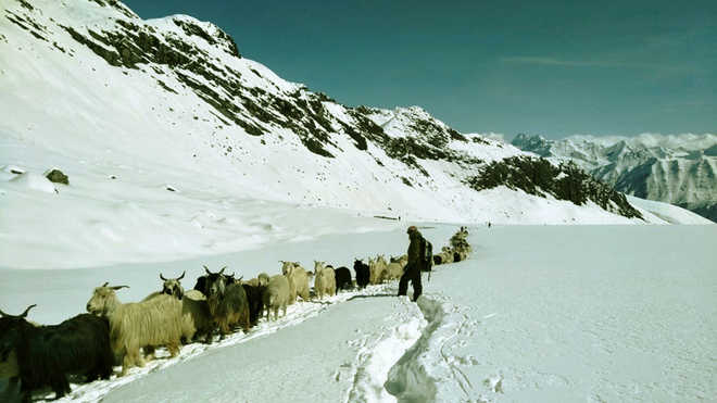 Most stranded shepherds, livestock rescued