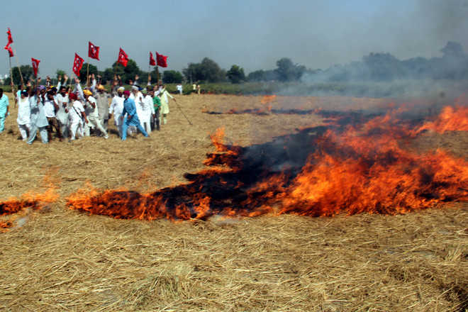 Firm on demand, farmers burn paddy straw
