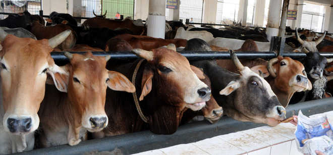 Depts pass the buck, clueless on cow cess collection, use