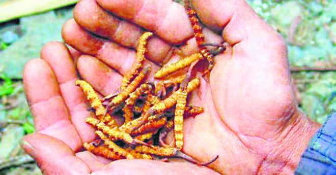 ‘Himalayan Viagra’ under threat from climate change