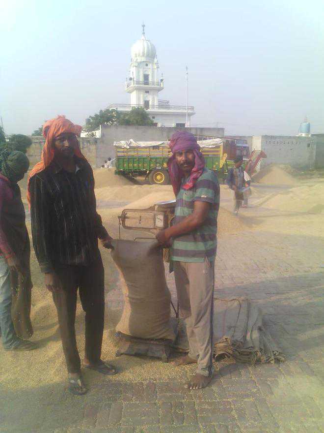 Sangrur farmers rue manual weighing of paddy by arhtiyas