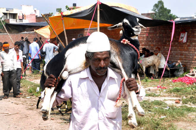 Rajasthan HC seeks govt’s stand on sacrifice of goats on Eid