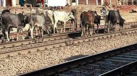 Sans fencing, animals block railway tracks