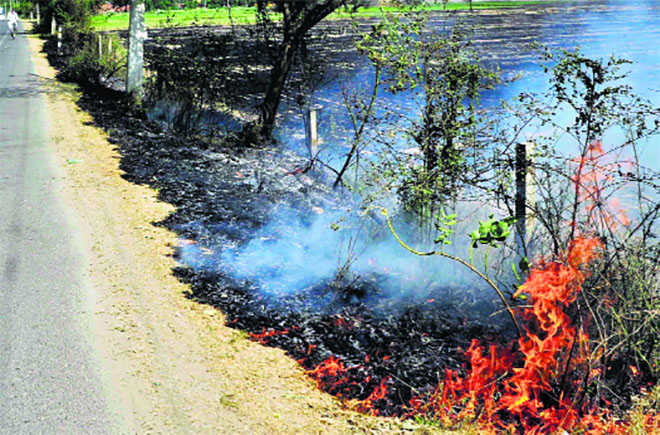 Stubble-burning spikes across state