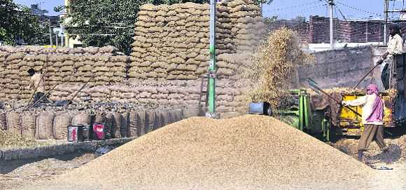 Large-scale paddy purchase is ‘only on paper’ in Punjab