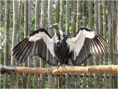 Vultures bred at Pinjore set to take flight of freedom