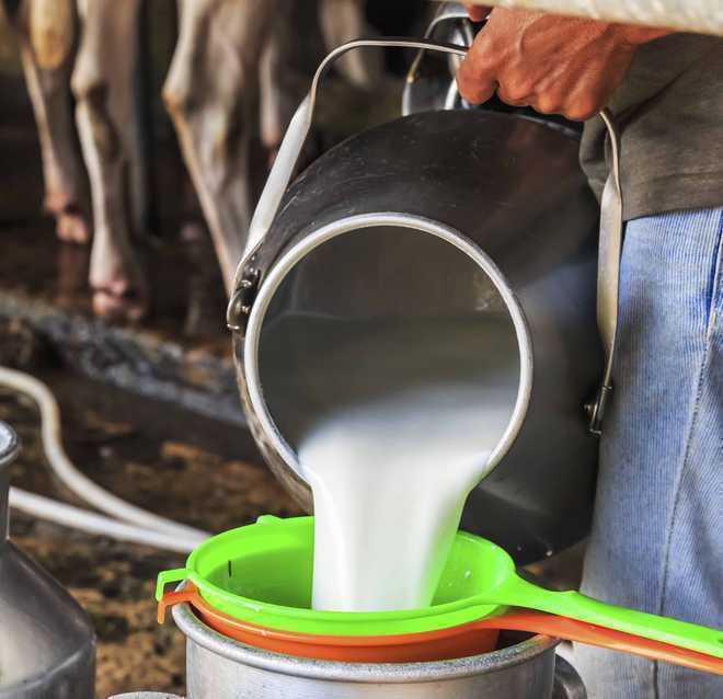 Pesticide-laden cattle feed contaminating milk: Study