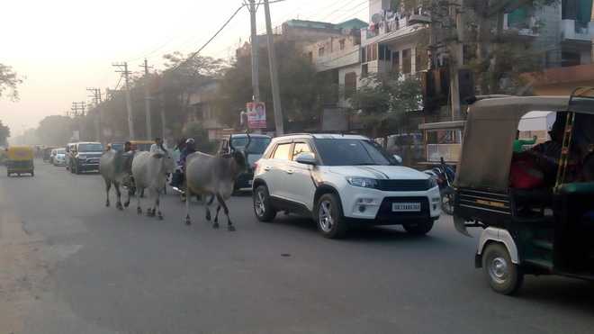 Stray animals a bane for Faridabad administration