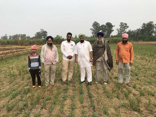 Farmers sow pea crop using happy seeder