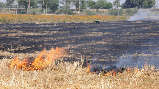 10 sarpanches face heat for failure to stop stubble fires