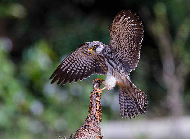 Satellite-tagged Amur falcon shot in Manipur