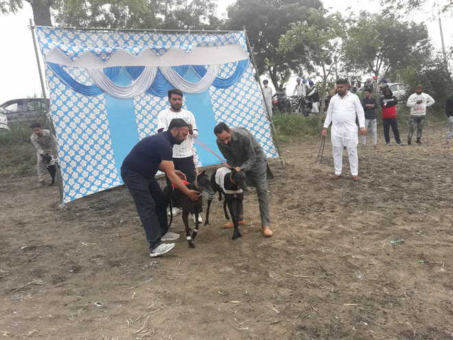 AWBI accuses hound race organisers of violating norms