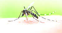 Dengue suspected in 38 deaths this year