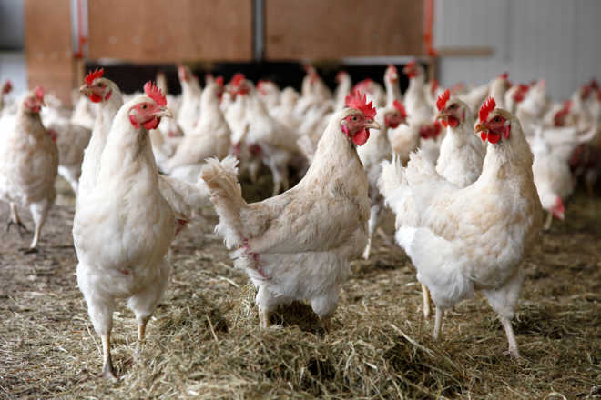 12 injured in clash after man’s chickens enter neighbour’s house