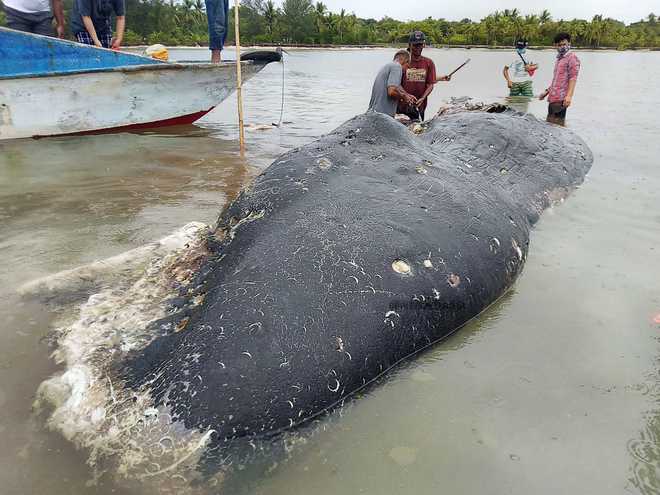Dead sperm whale in Indonesia found with 6 kg of plastic in stomach