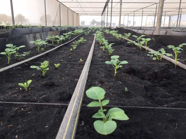 Potato seed production starts at four locations